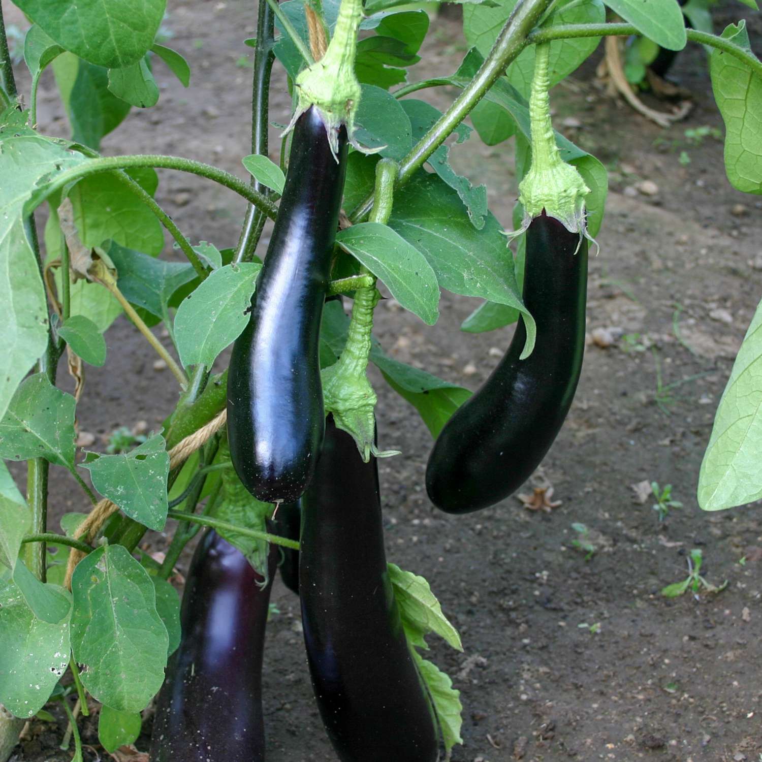 Aubergine 'Violetta Lunga 3' (graines BIO)